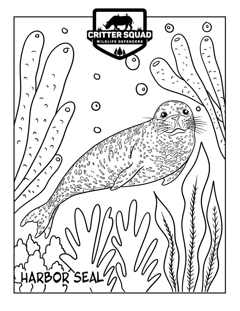 Harbor seal coloring page