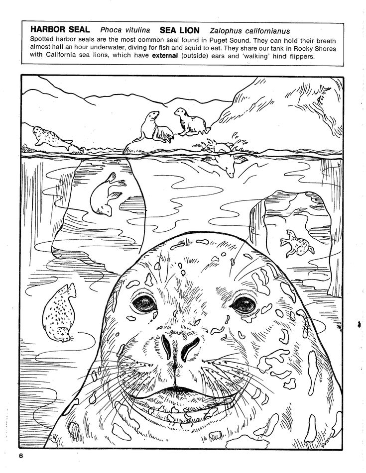 Harbor seal sea lion coloring page lion coloring pages coloring pages sea lion