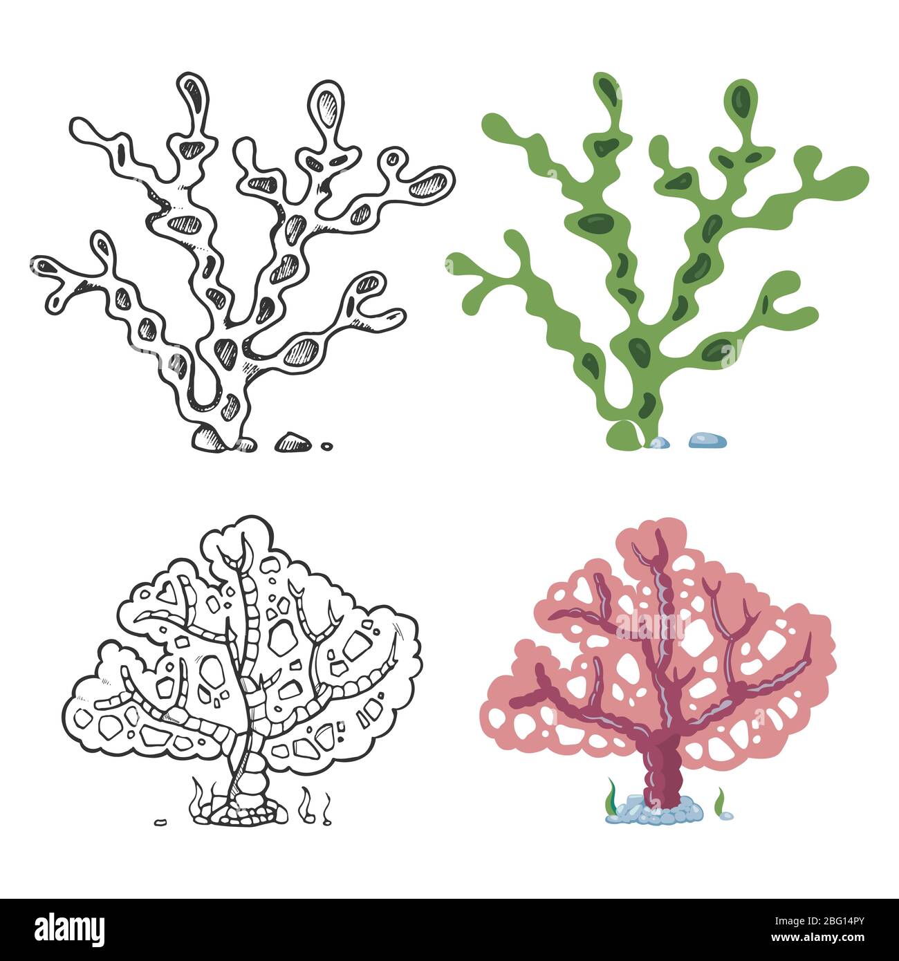 Coral coloring hi