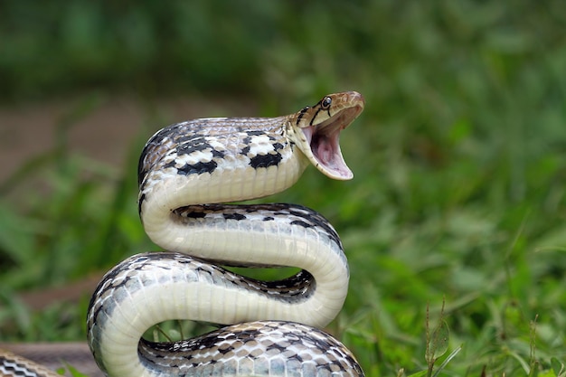 Fotos de serpiente bebe fotos de stock gratuitas de gran calidad