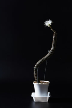 Echinopsis mirabilis images â browse photos vectors and video