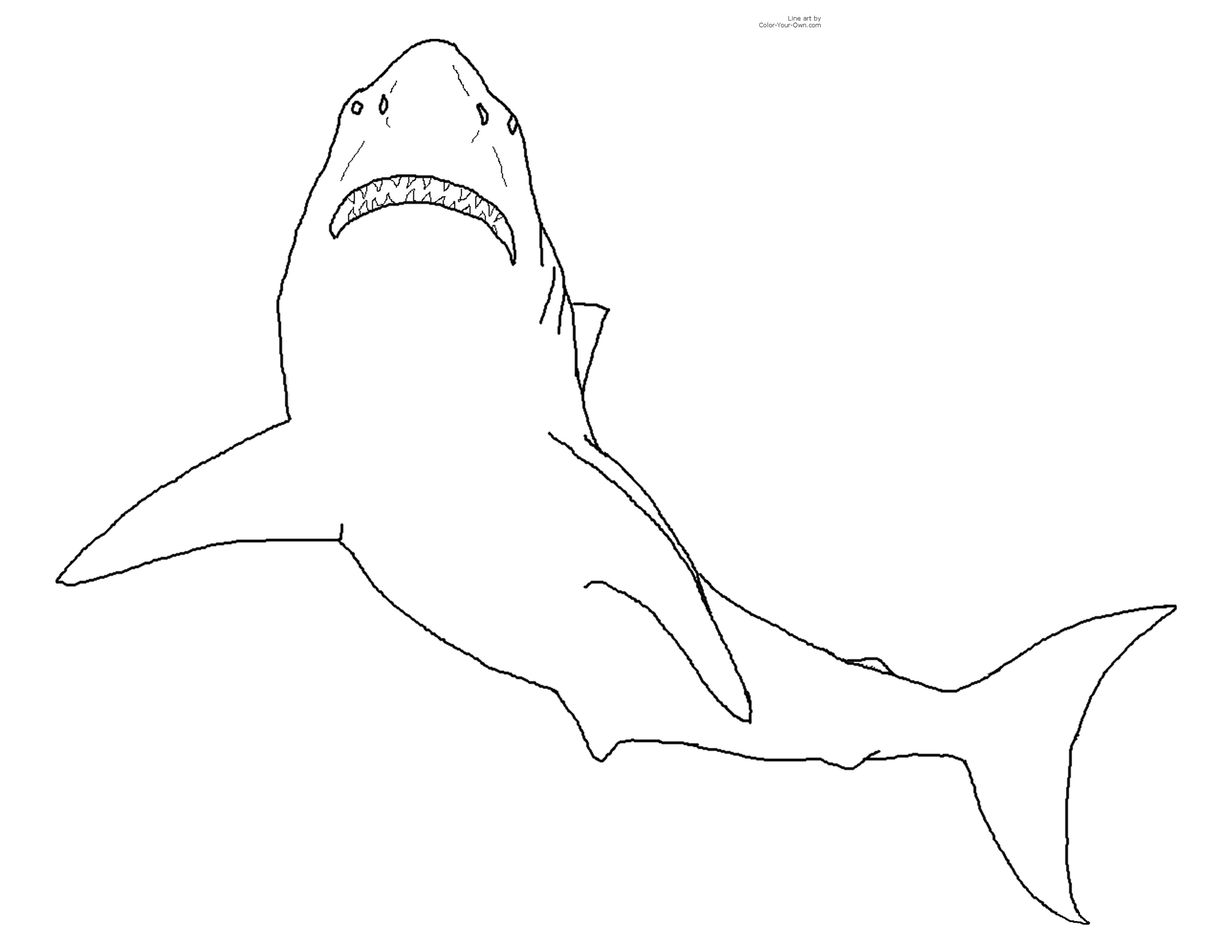Great white shark coloring page