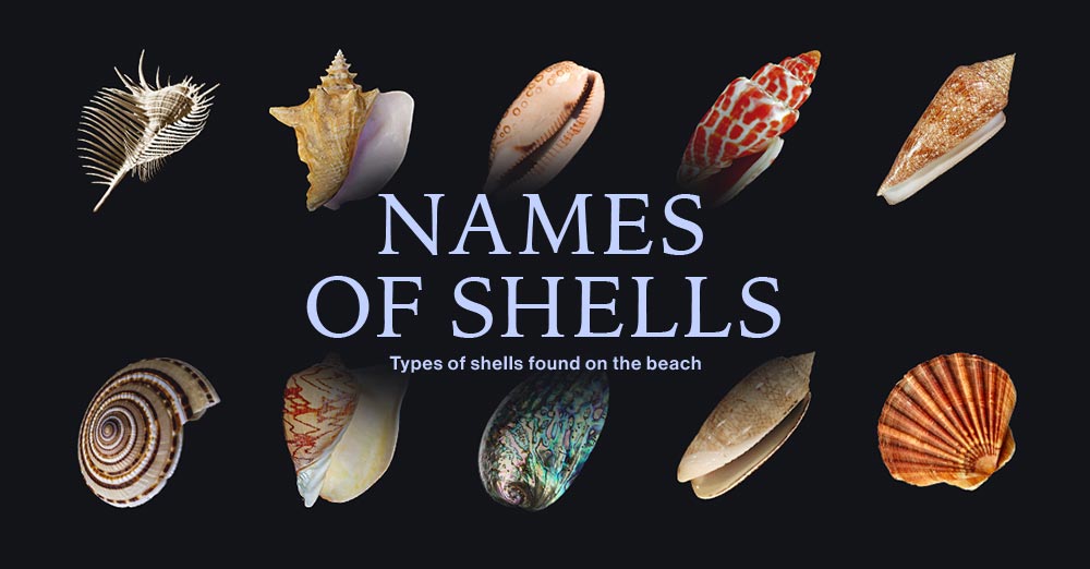 Mon and rare types of shells found on the beach citrus reef