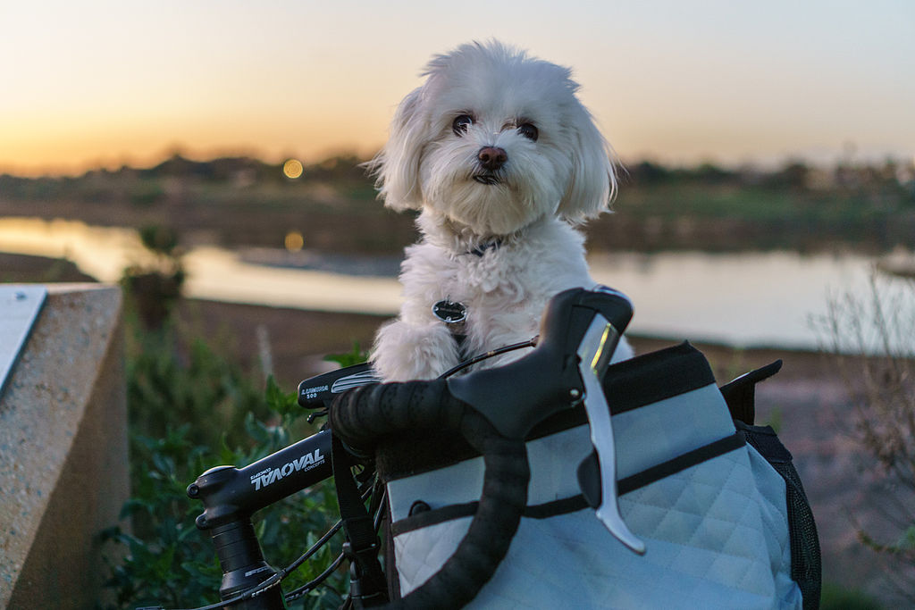 Filemaltese with short hair in bike basketjpg