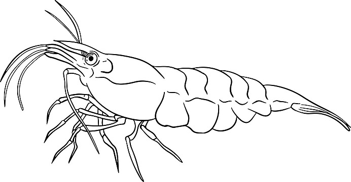 Prawn icon png images vectors free download