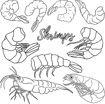 Prawn icon png images vectors free download