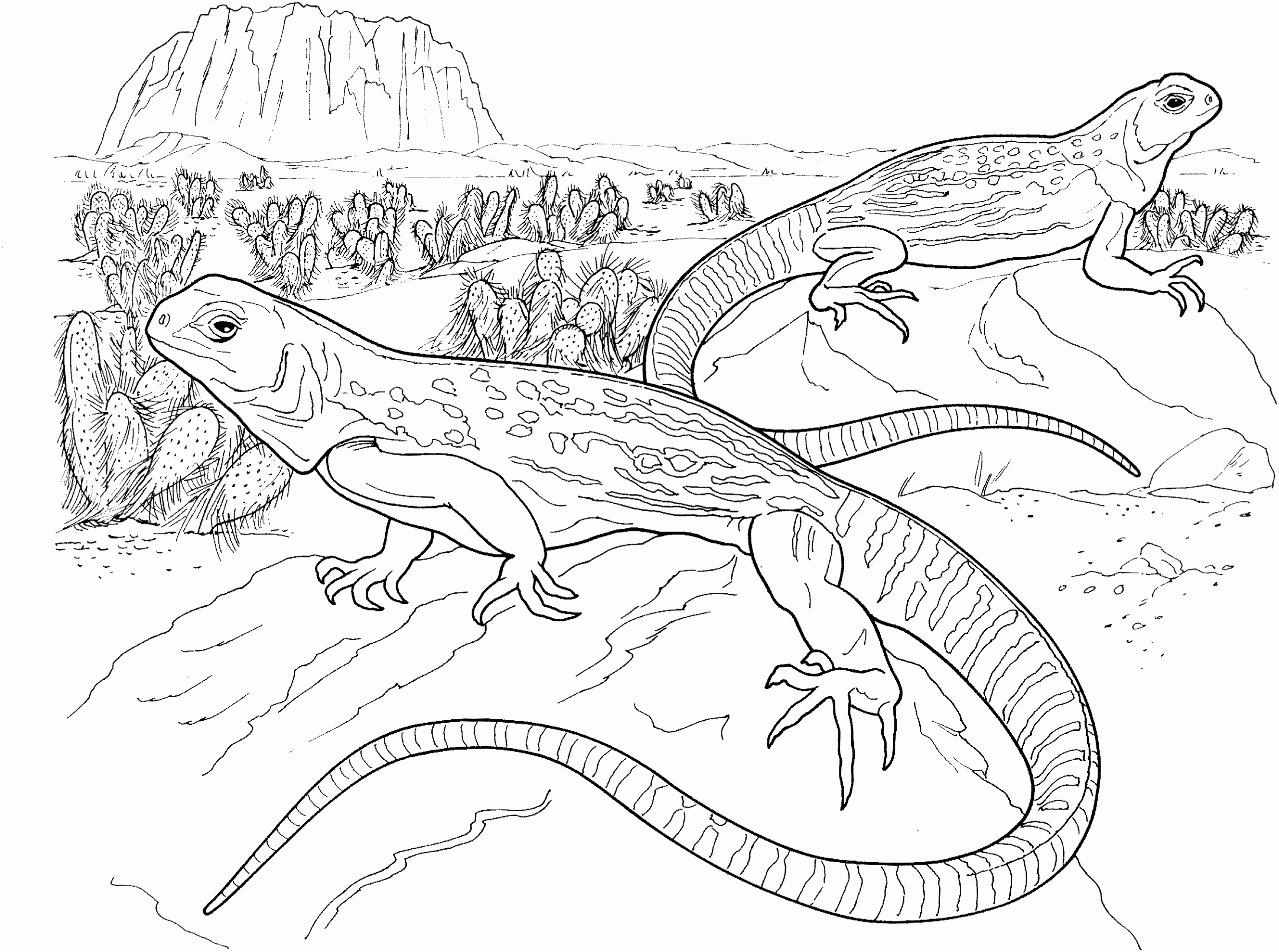 Bearded dragon coloring pages