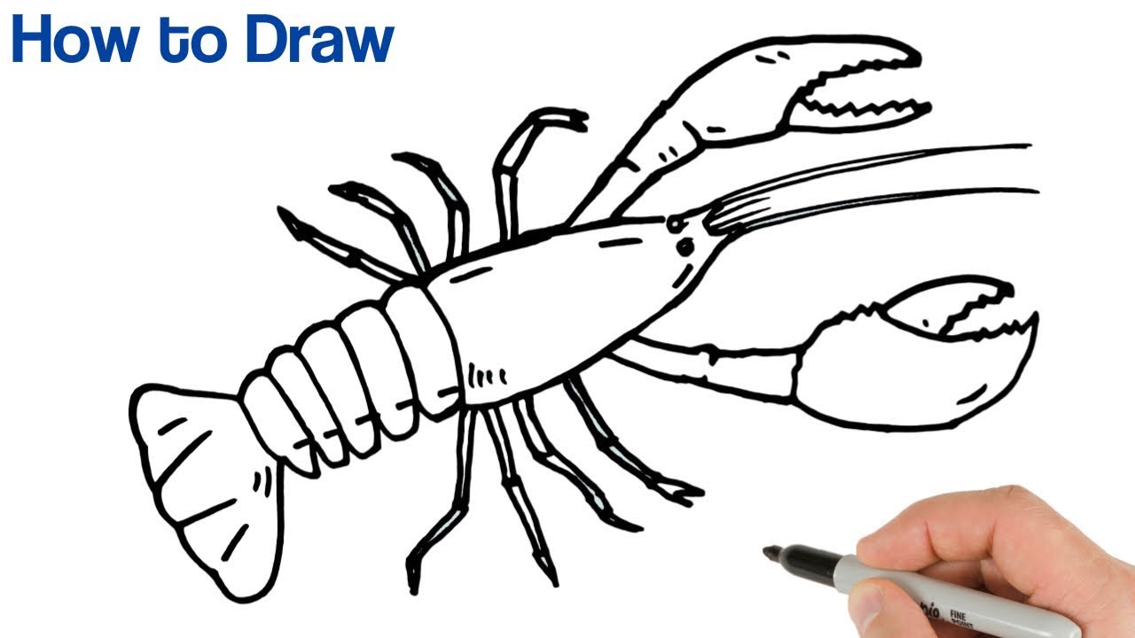 How to draw a crayfish easy anials drawings for beginners