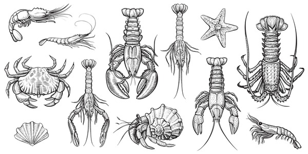 Thousand crawfish drawing royalty