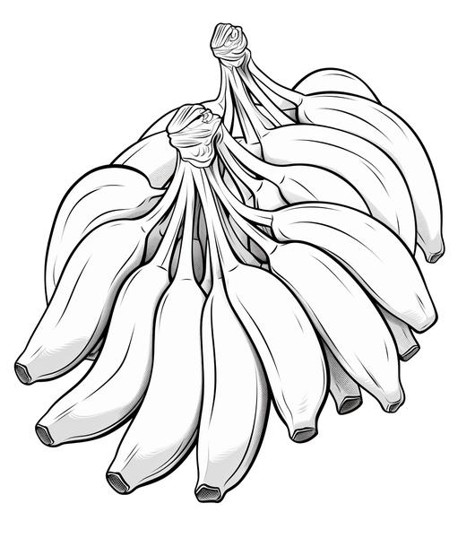 Free printable fruits coloring pages list
