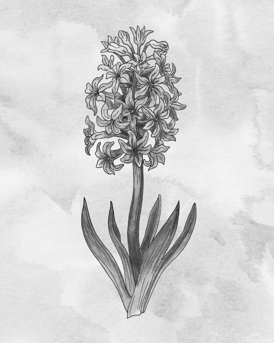 Hyacinth simple gray botanical flower on watercolor marble