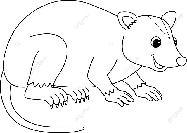 Opossum animal isolated coloring page for kids coloring vector color vector animal drawing ring drawing kid drawing png and vector with transparent background for free download