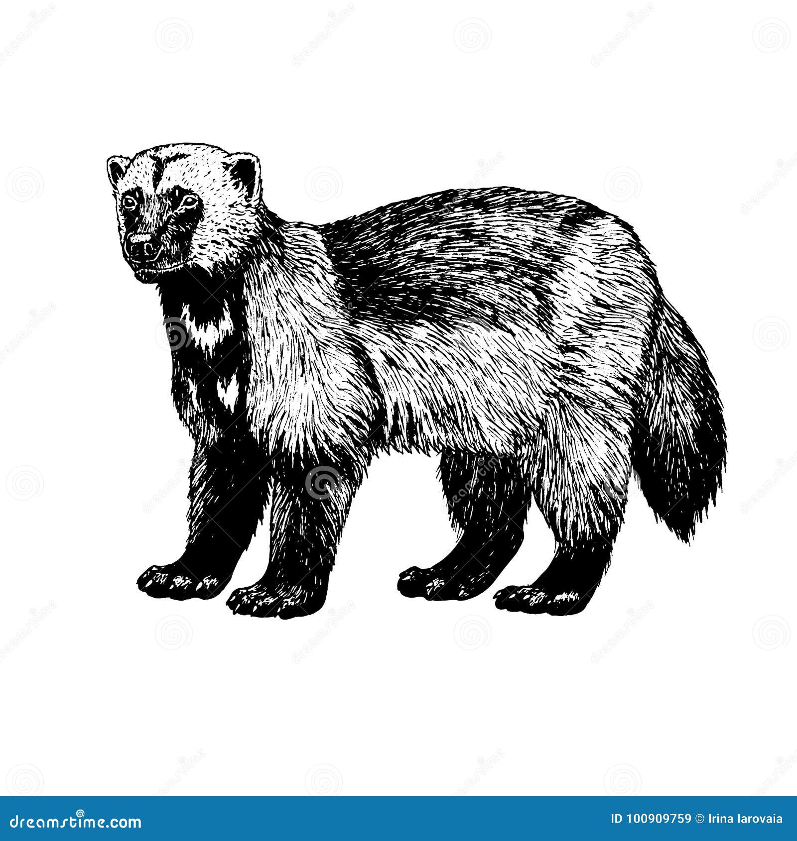 Wolverine outline stock illustrations â wolverine outline stock illustrations vectors clipart