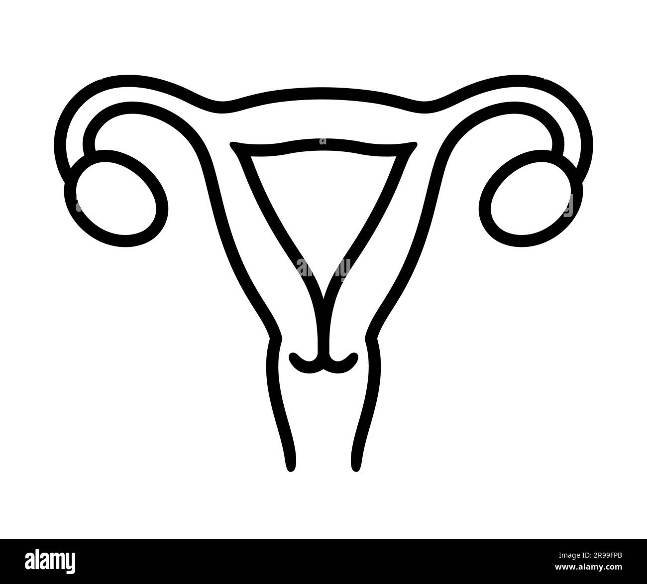 Ãrgano reproductor femenino imãgen de stock en blanco y negro