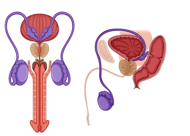 Vector e ilustracion de aparato reproductor para dcargar gratis