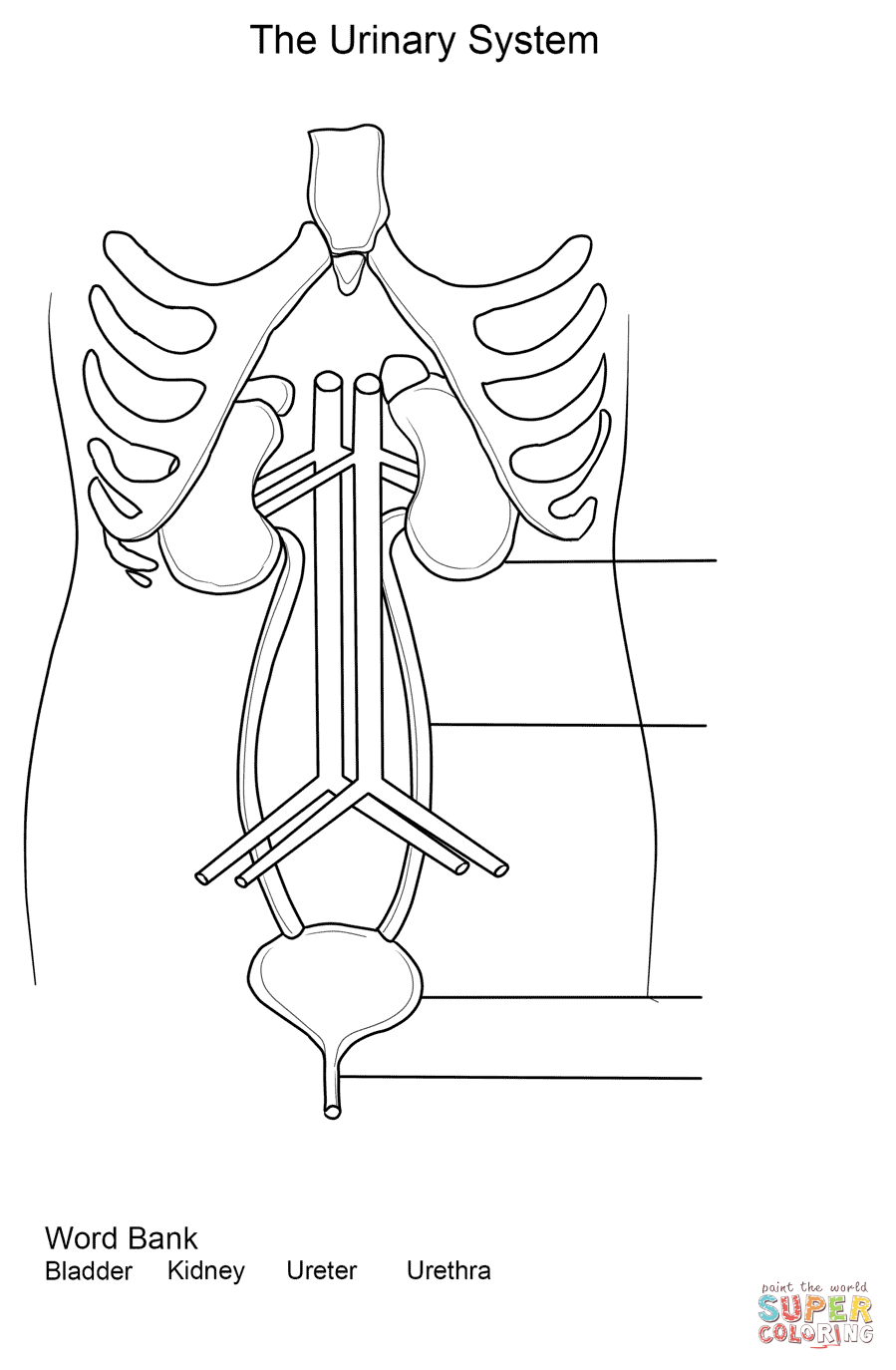 Dibujo de ejercicio sistema urinario para colorear dibujos para colorear imprimir gratis