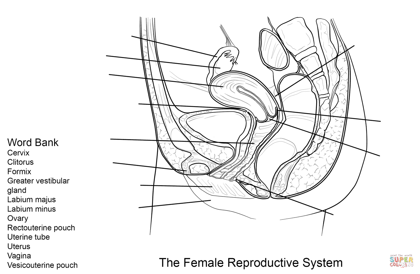 Dibujo de ejercicio sistema reproductor femenino para colorear dibujos para colorear imprimir gratis