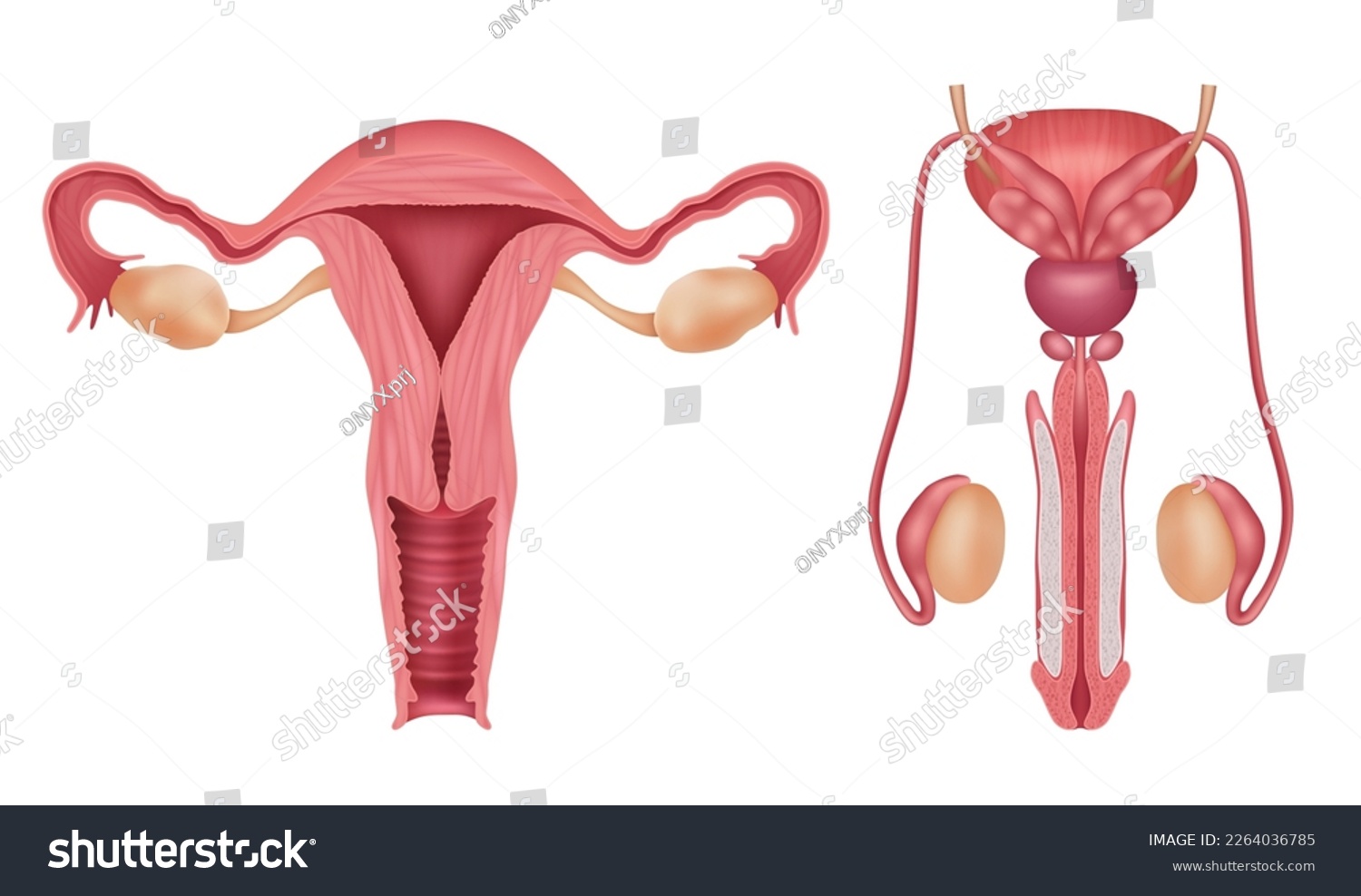 Imãgenes fotos de stock objetos en d y vectores sobre aparato reproductor femenino