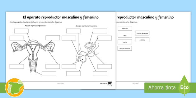 Fichaaparato reproductor femenino y masculino para imprimir