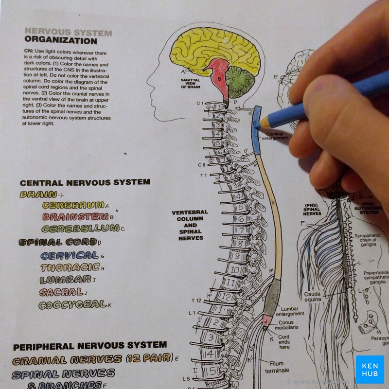 Cuadernos de anatomãa para colorear cãmo usarlos y pdf
