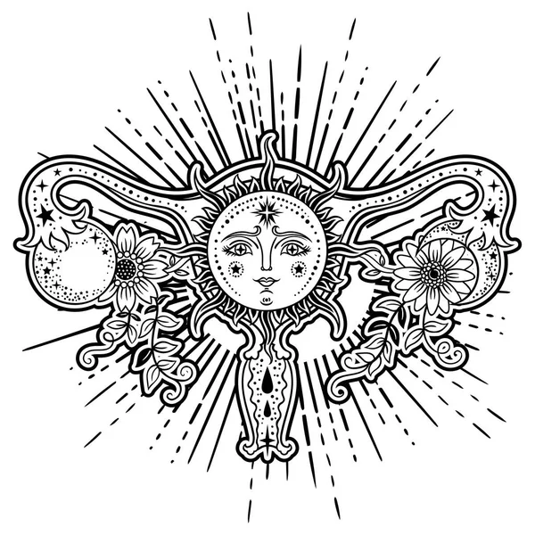 Ilustraciones de stock de vulva