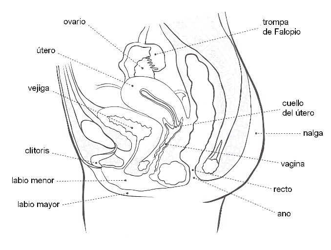 Aparato reproductor femenino para colorear