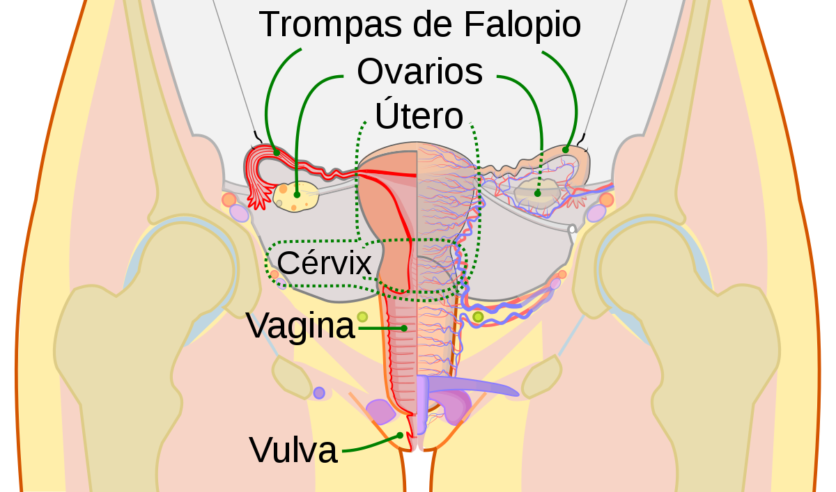 Vagina