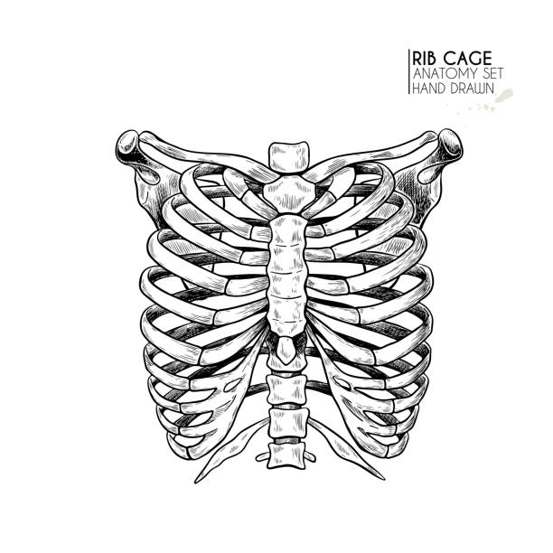 Human rib cage stock illustrations royalty