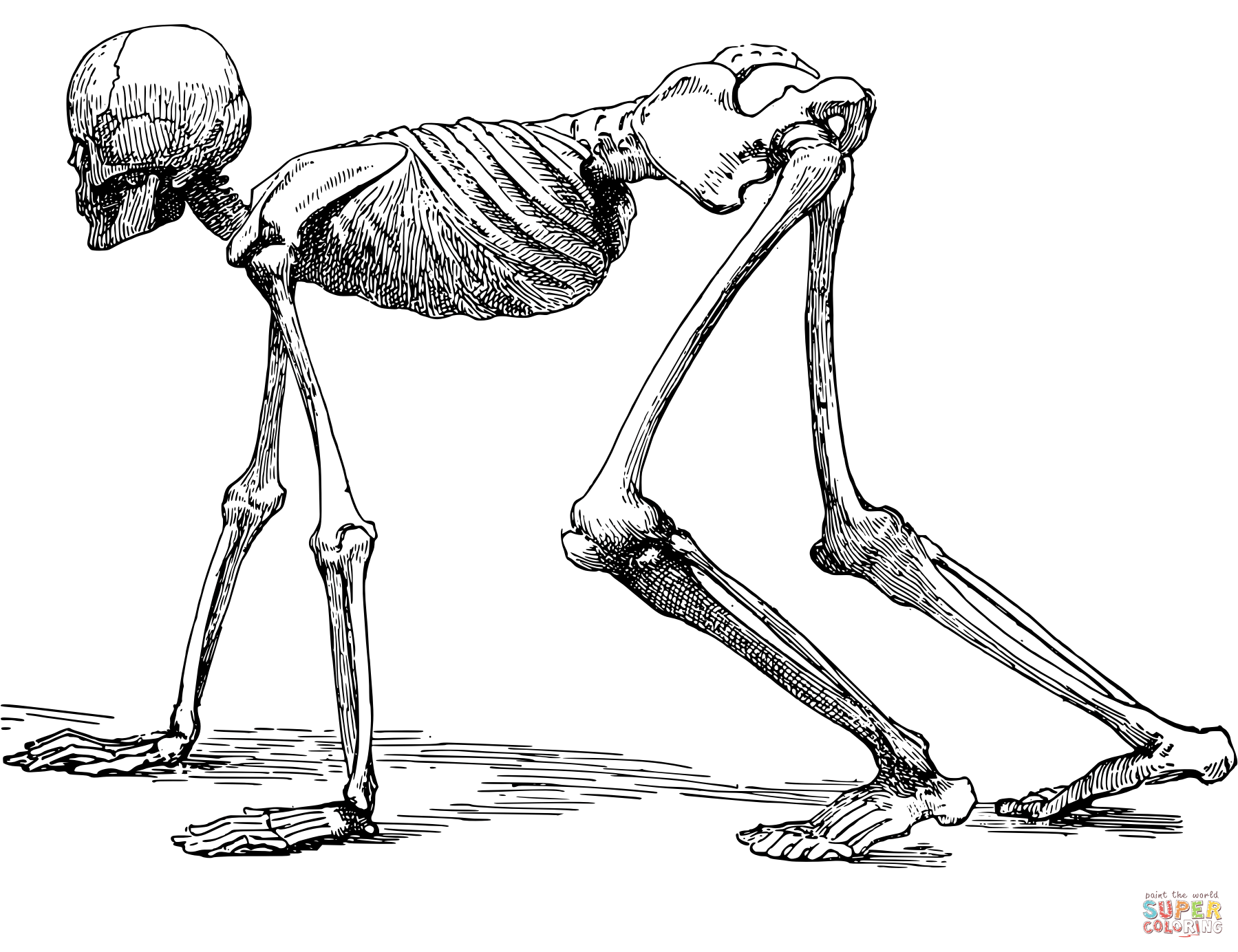 Vintage crawling human skeleton coloring page free printable coloring pages