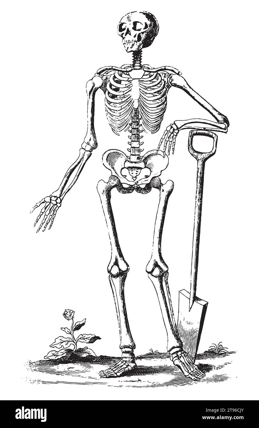 Skeleton illustration vintage hi