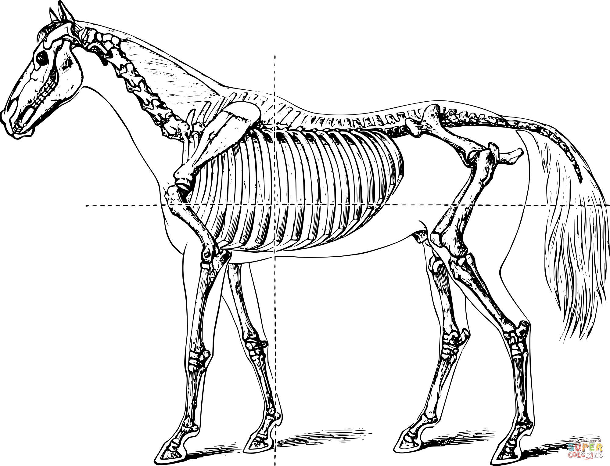 Vintage full horse skeleton coloring page free printable coloring pages