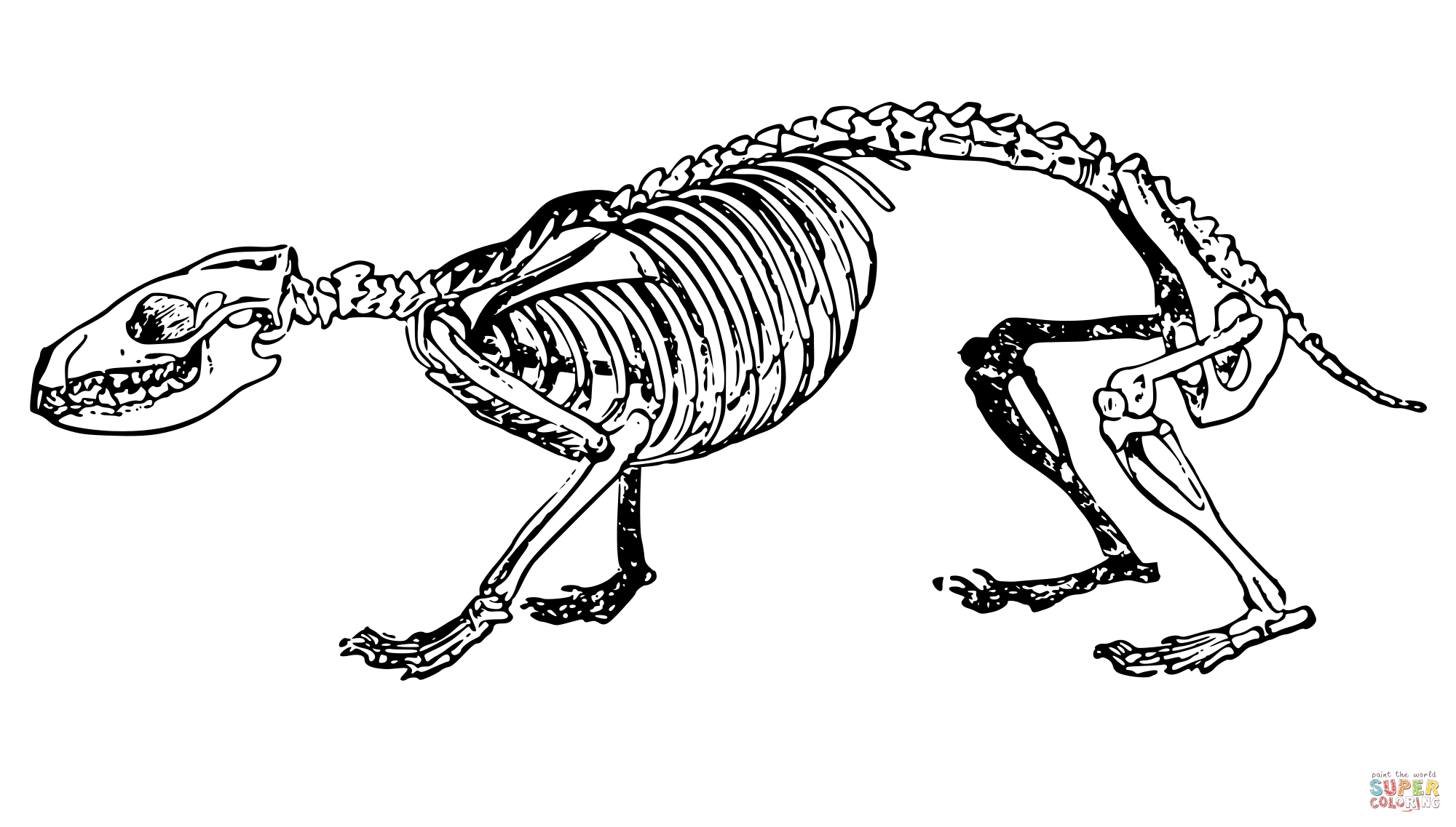 Vintage hedgehog skeleton coloring page free printable coloring pages