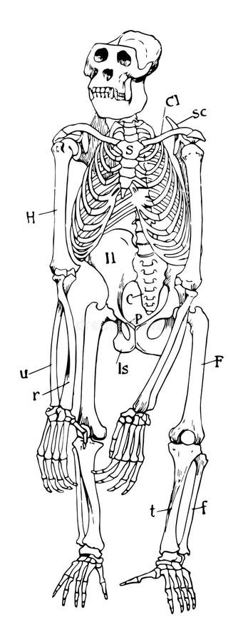 Gorilla skeleton vintage illustration stock vector