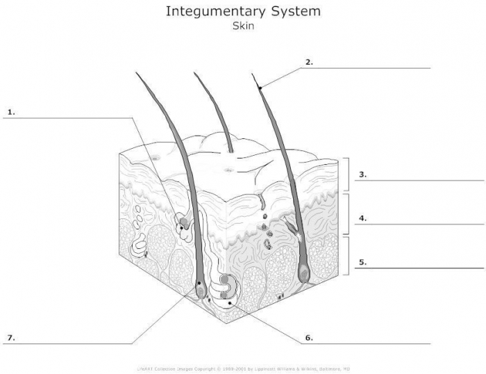 Skin diagram worksheets
