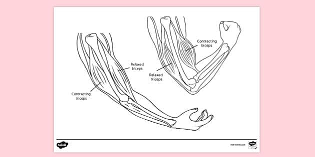 Muscle diagram louring sheets teacher made
