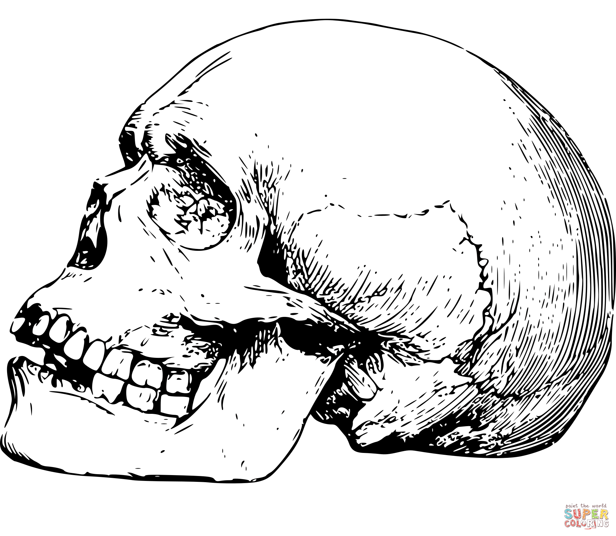 Vintage human skull coloring page free printable coloring pages