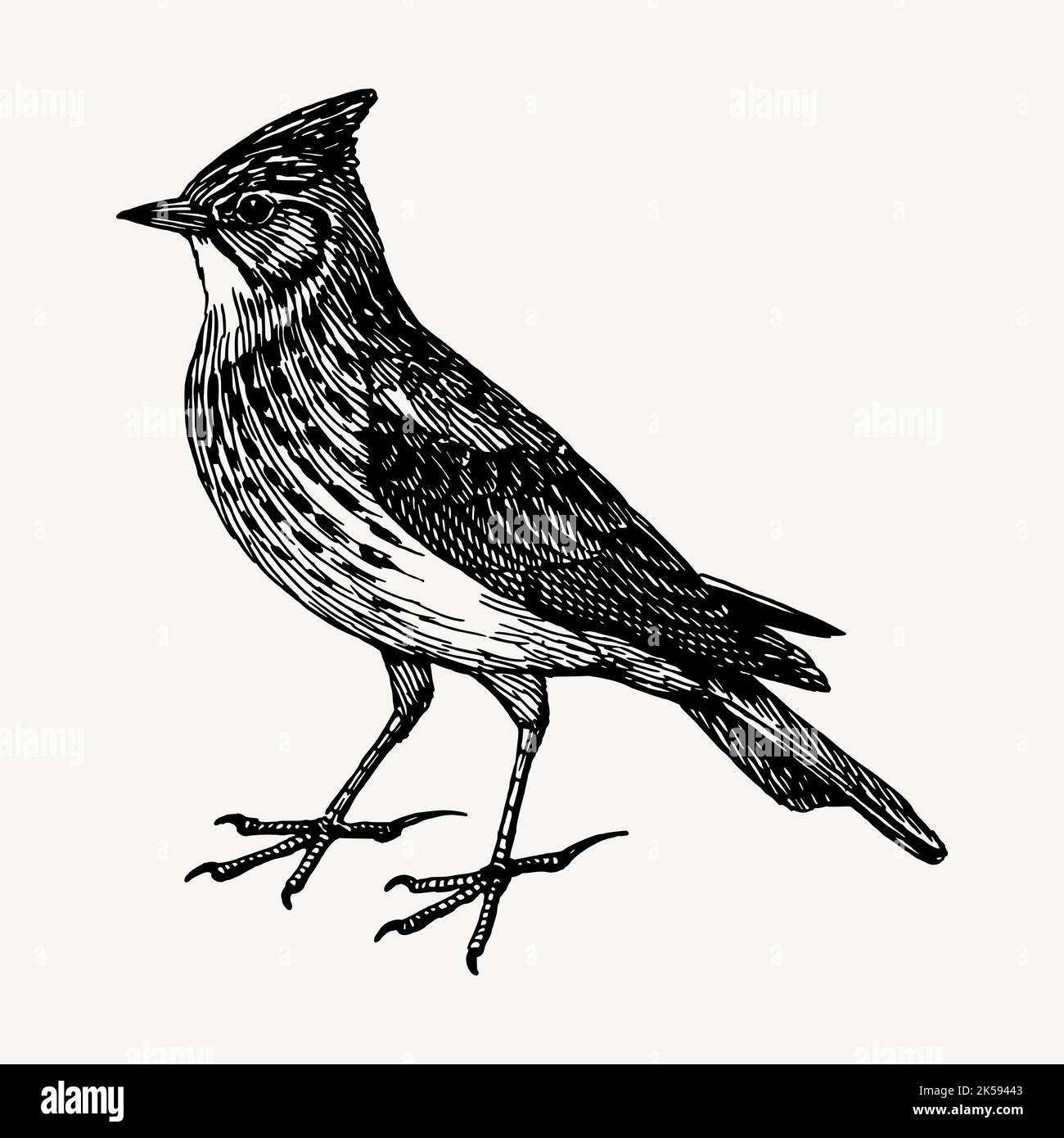 Skylark vector vectors hi