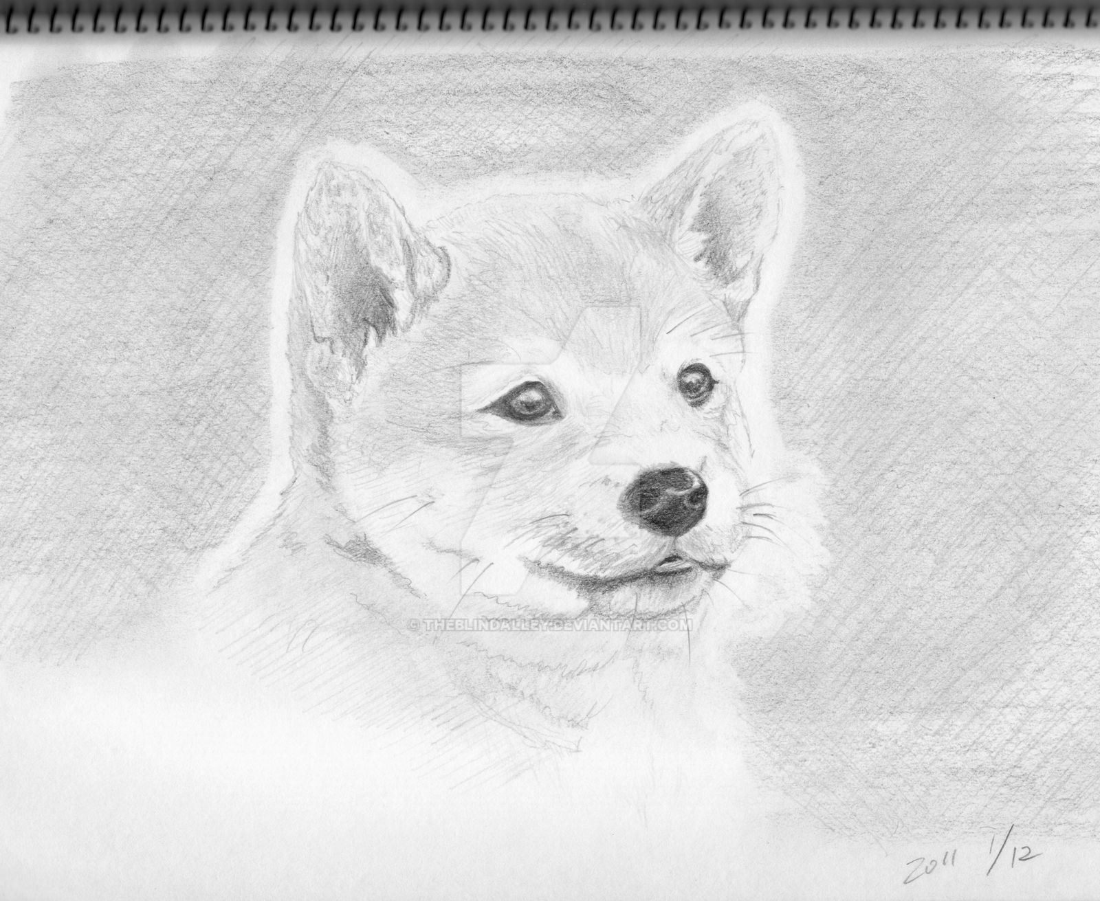 Shiba dog puppy pencil sketch by theblindalley on