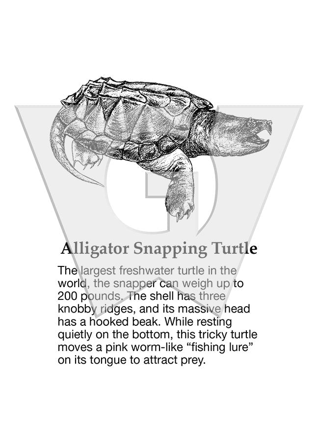 Alligator snapping turtle â wilderness graphics inc