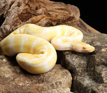 Most popular ball python morphs top must see â zen habitats