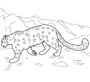 Snow leopards coloring pages free coloring pages