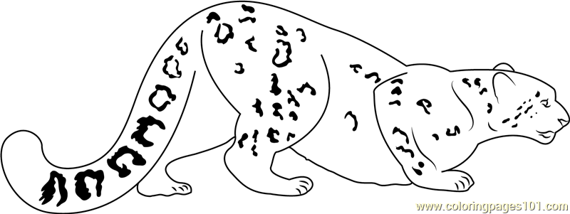 Snow leopard going for hunting coloring page for kids