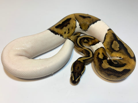 Ball python care â firefly