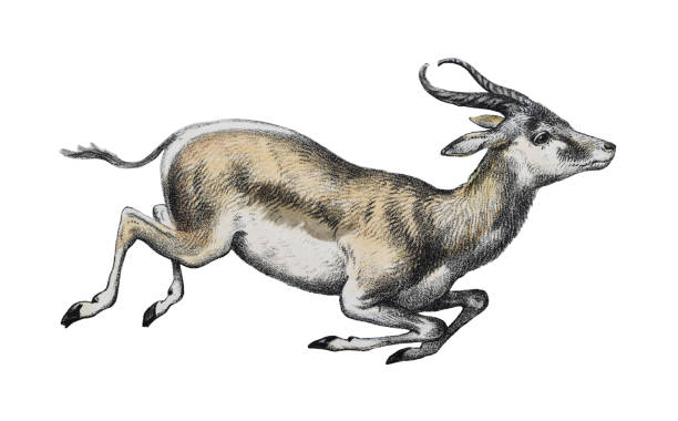 Springbok drawings stock illustrations royalty