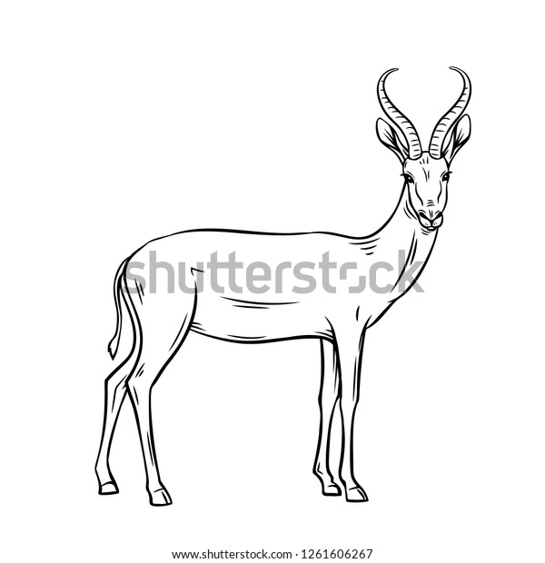 Antelope outline vector dibatag springbok impala arkivvektor royaltyfri