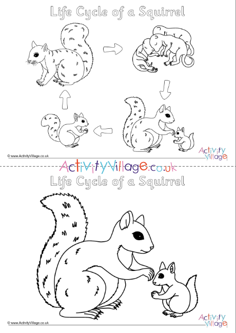 Life cycle of a squirrel louring pages