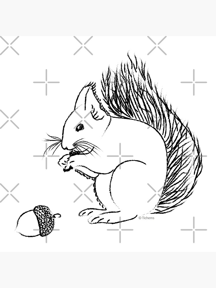 Black and white charcoal animal drawing a squirrel and acorn art board print for sale by tichems