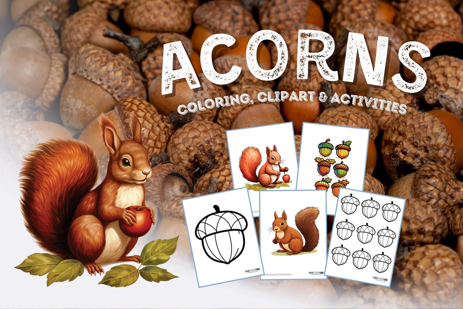 Acorn coloring pages printable clipart at