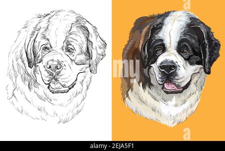 St bernard dog vector hand drawing illustration in black color isolated on white background stock vector image art