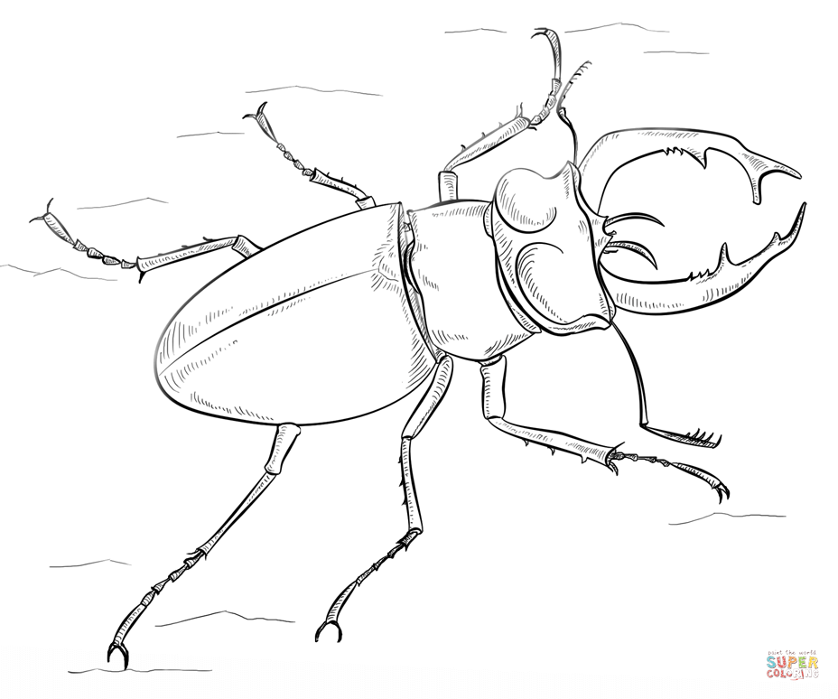 Western black stag beetle coloring page free printable coloring pages